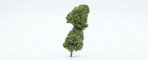 Fruitcake (Greenhouse)