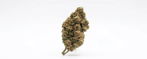 Lemon Haze (Greenhouse)