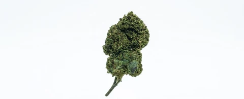 Cannatonics (Greenhouse)